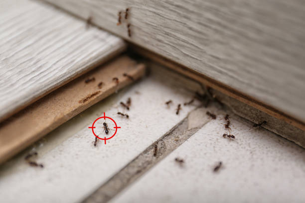 Best Termite Control Services  in White Castle, LA