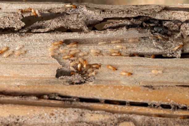 Best Best Pest Control Companies  in White Castle, LA