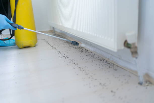 Best Emergency Pest Control  in White Castle, LA